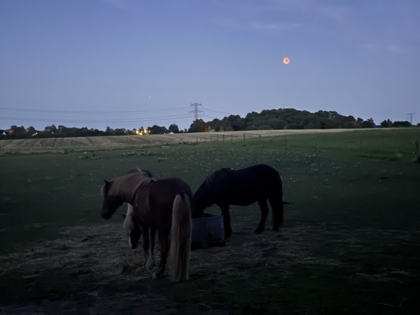Heste og blodmåne