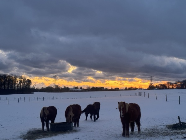 Heste i sne — solnedgang