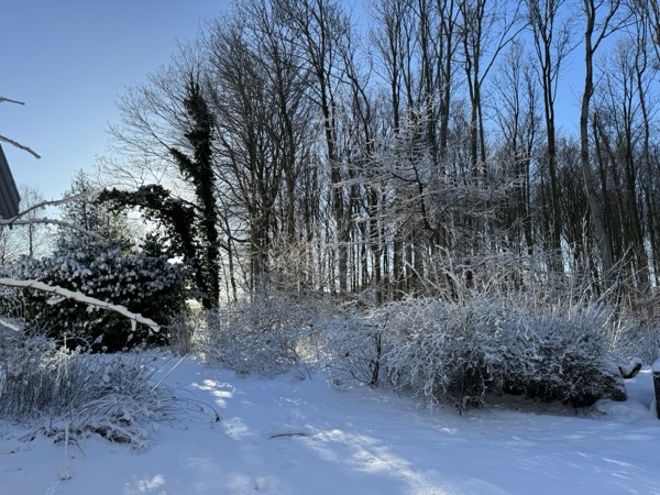 Islænderheste