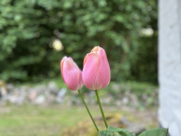 Ravnholt Fuglsang